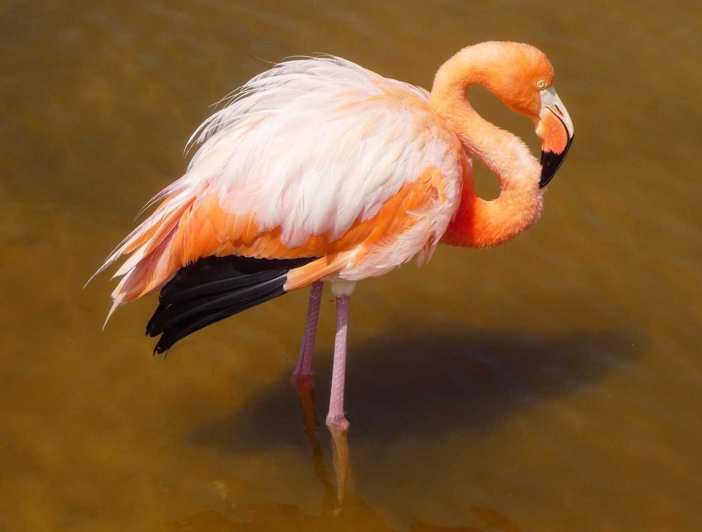 flamingo isabela
