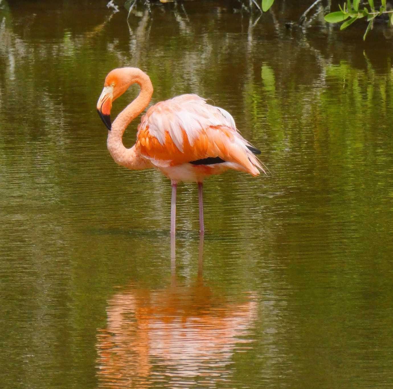 flamingo isabela