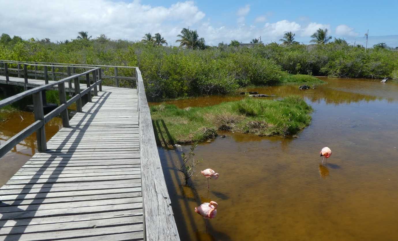 flamingo estuary isabela