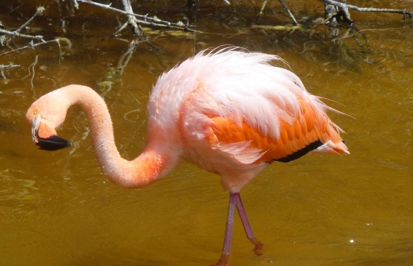 flamingo isabela