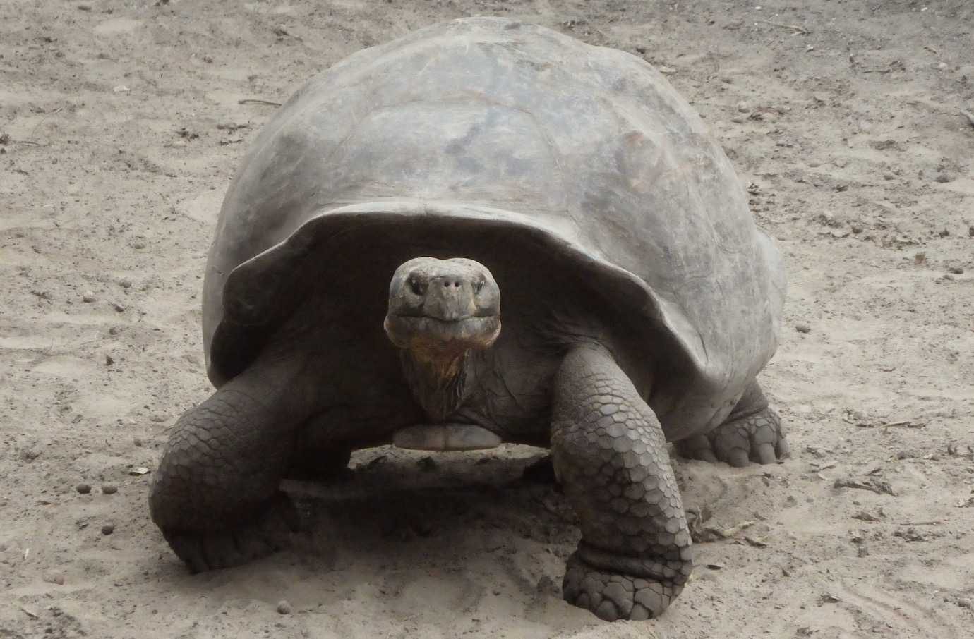 giant tortoise breeding centre isabela