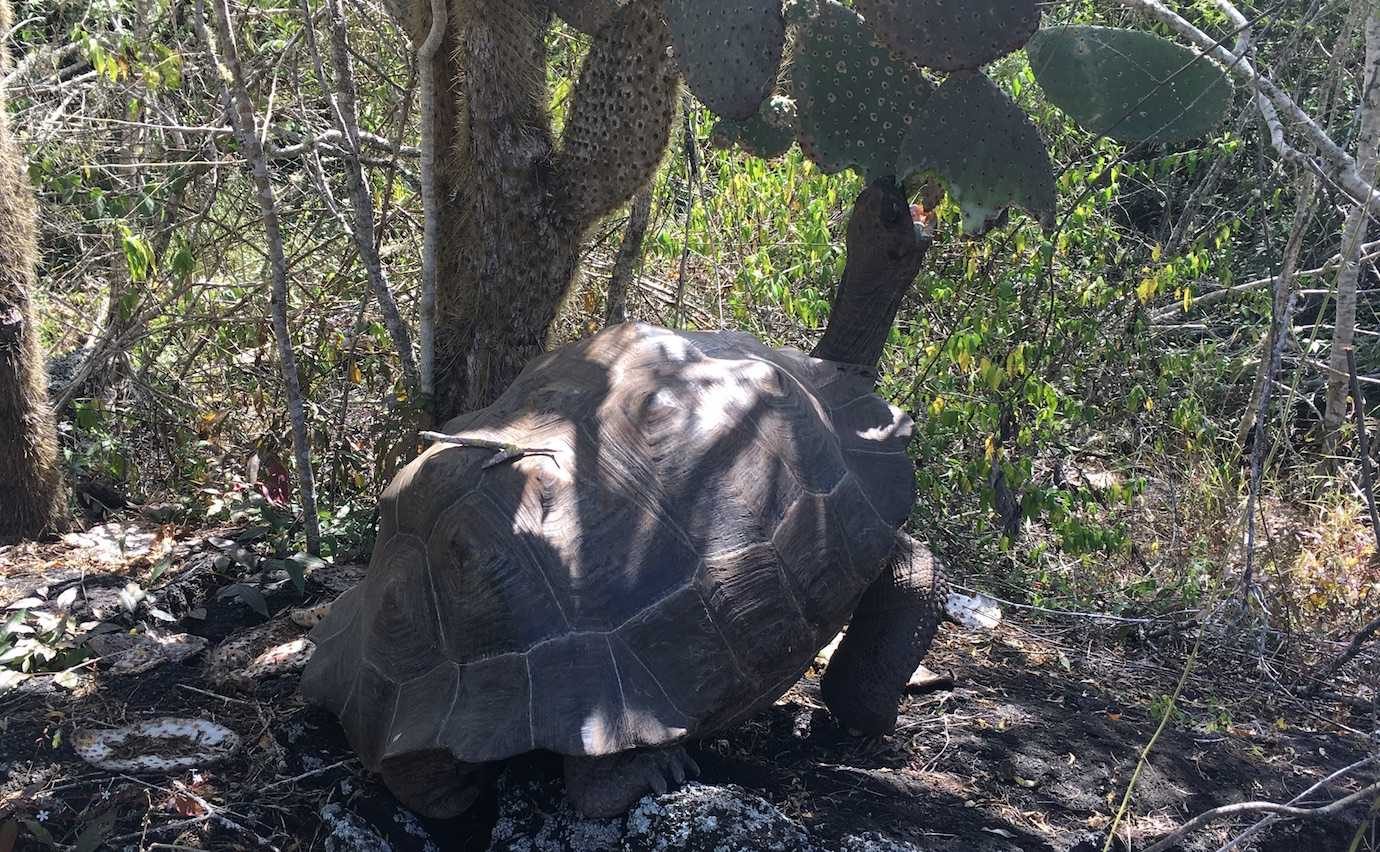 giant tortoise eating isabela