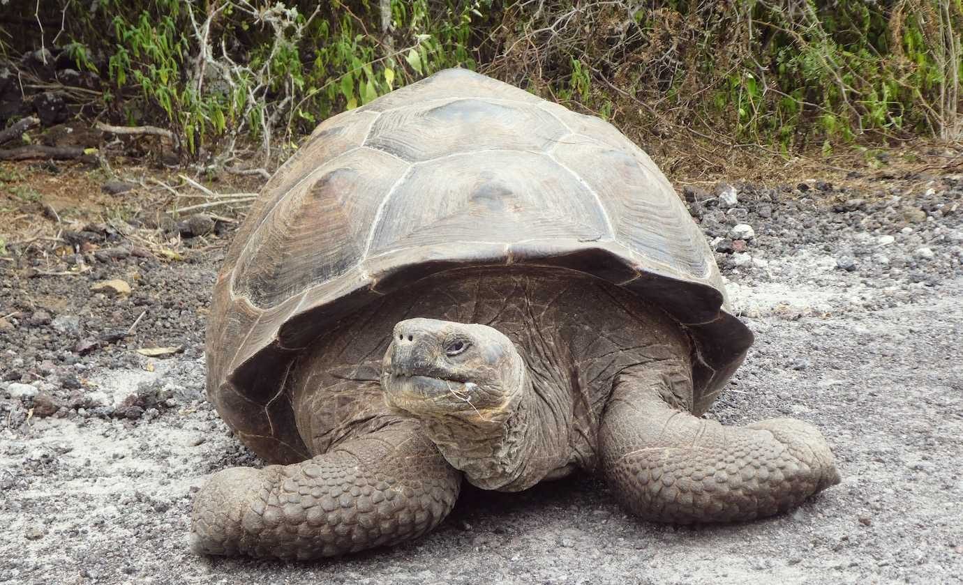 giant tortoise wall of tears isabela