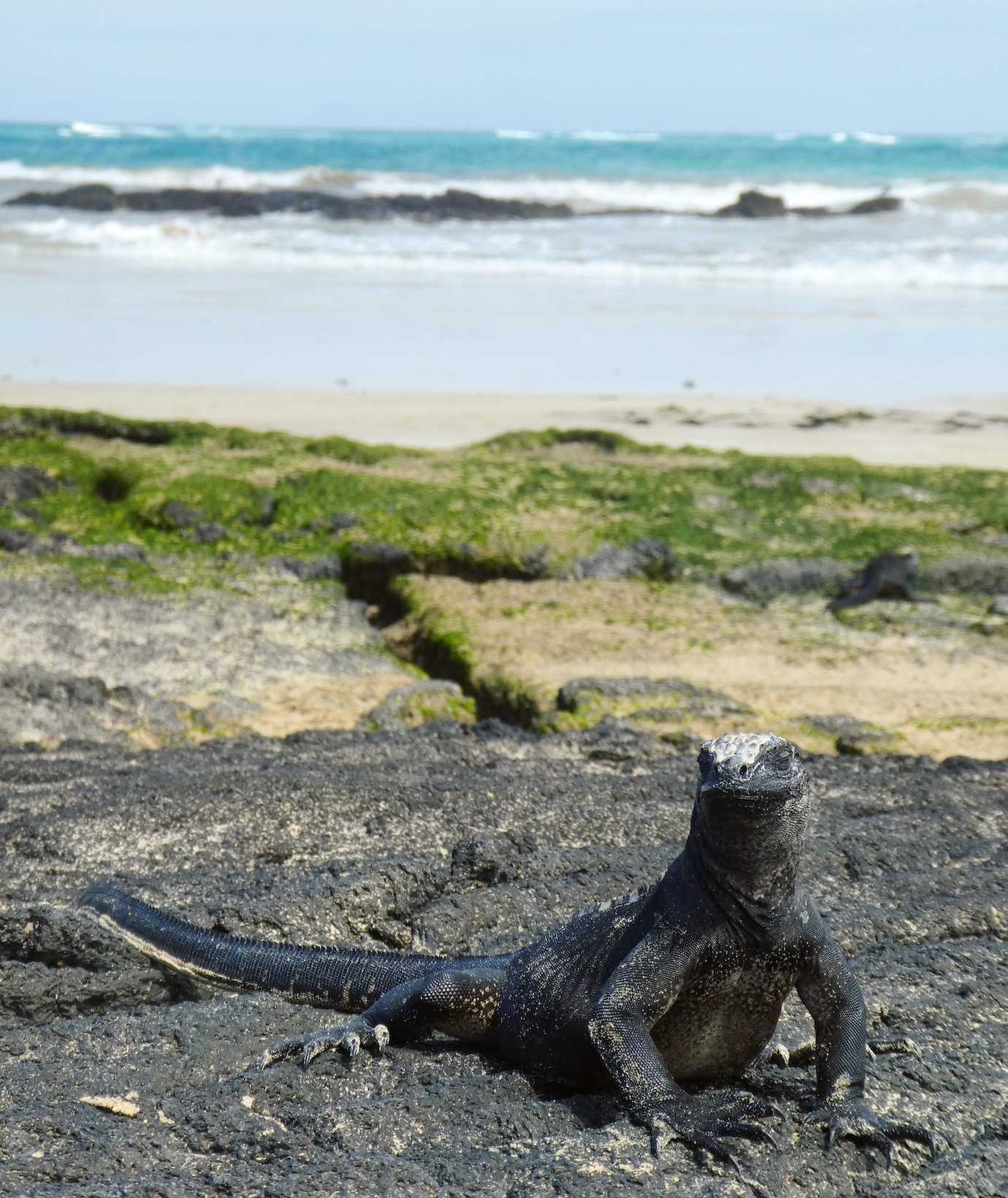 iguana on beach isabela