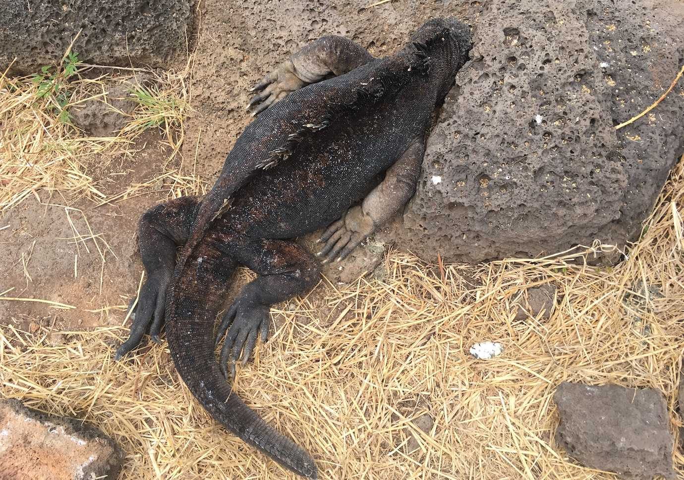 iguana san cristobal