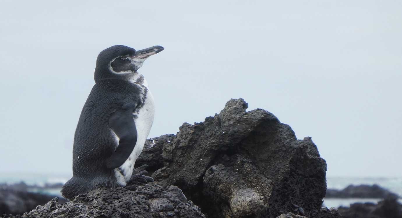 penguin close up los tuneles isabela