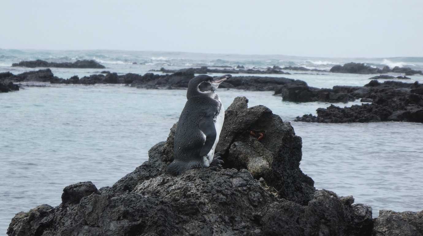 penguin los tuneles isabela