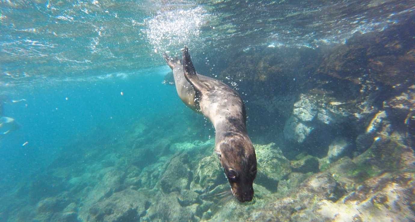 sealion swimming pinzon tour santa cruz