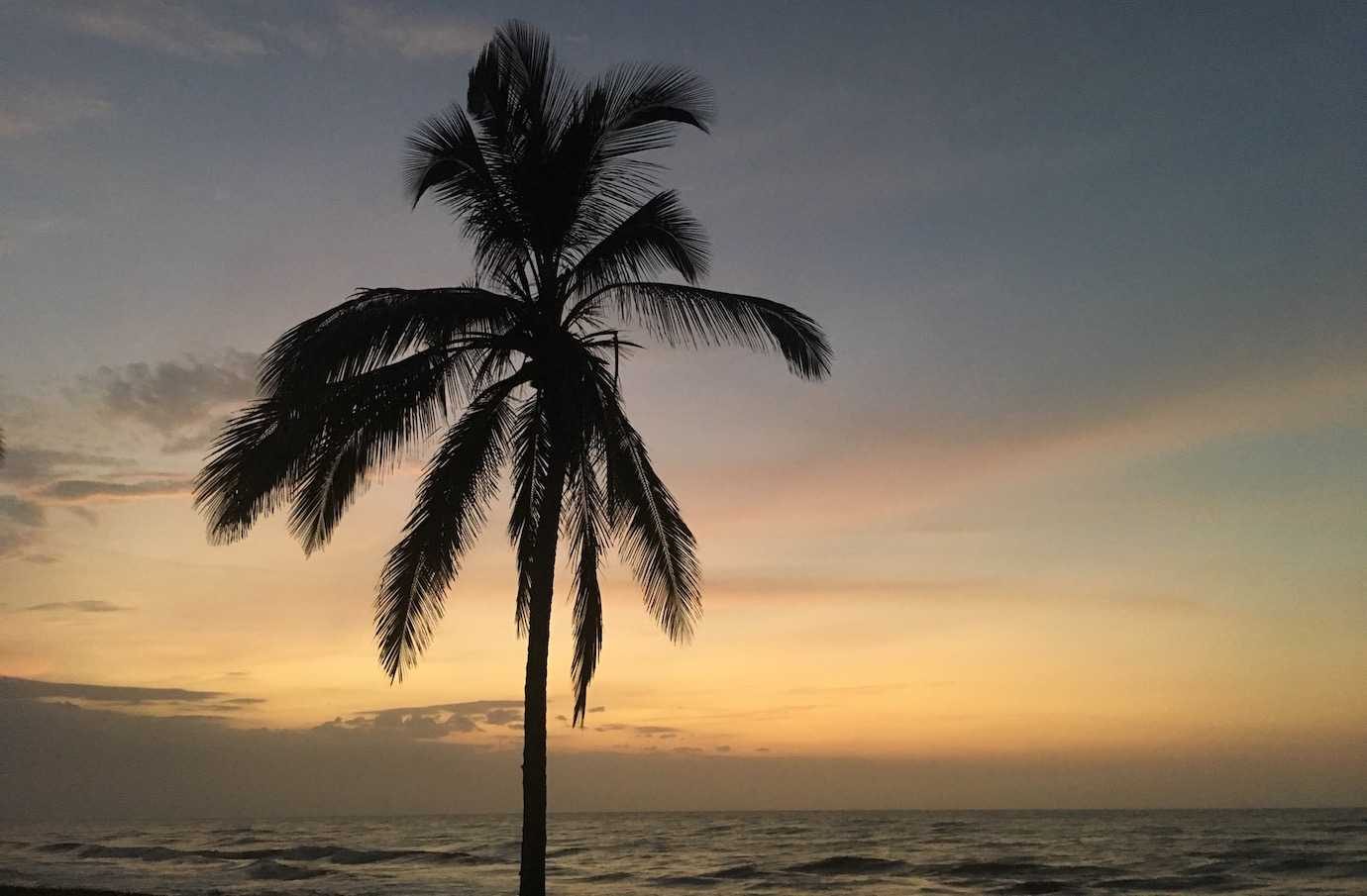 palm tree at sunset dibulla palomino