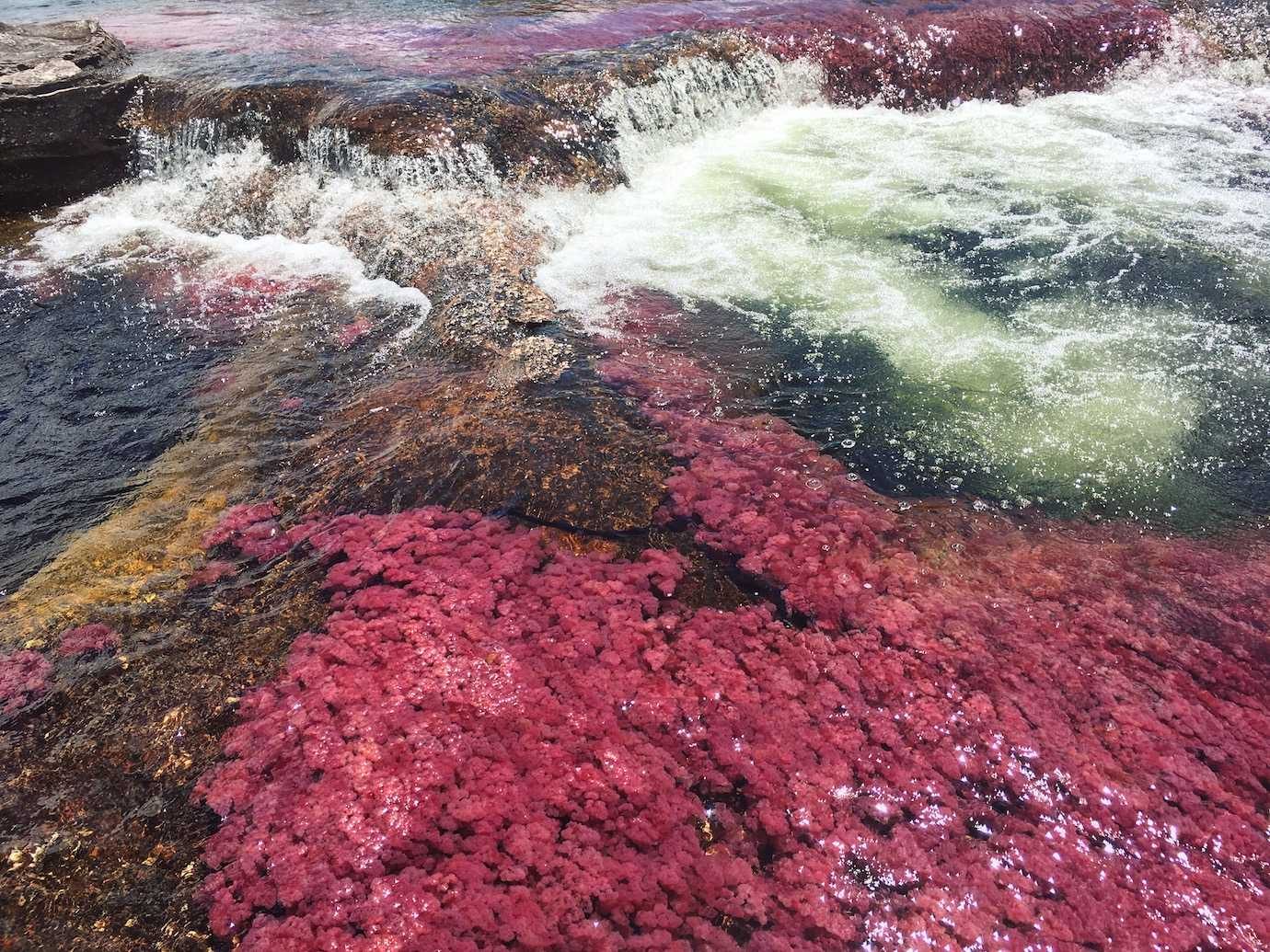 red algae cano cristales