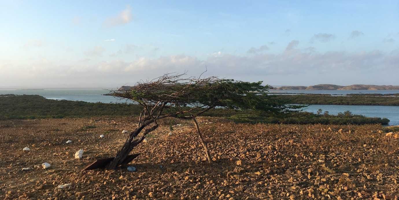 tree at sunrise punta gallinas