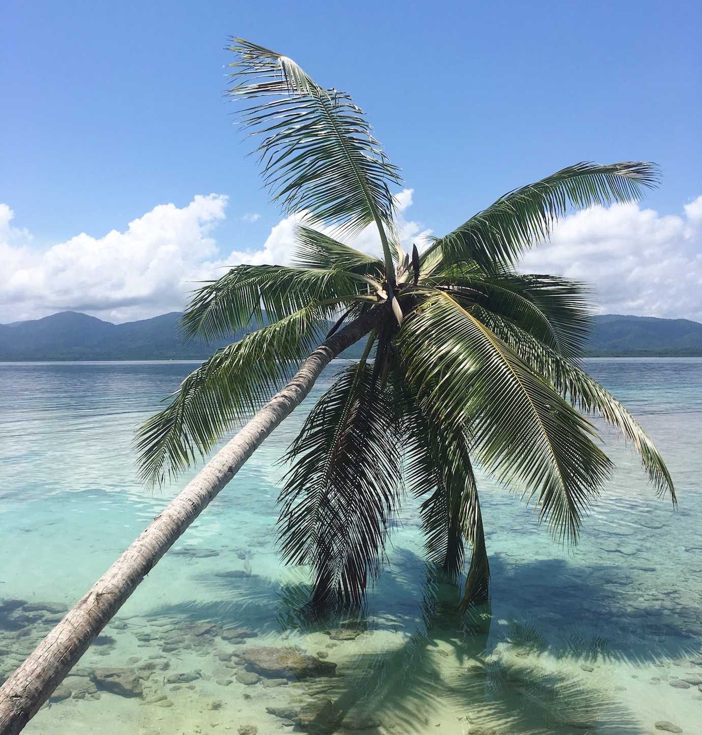 palm tree san blas islands