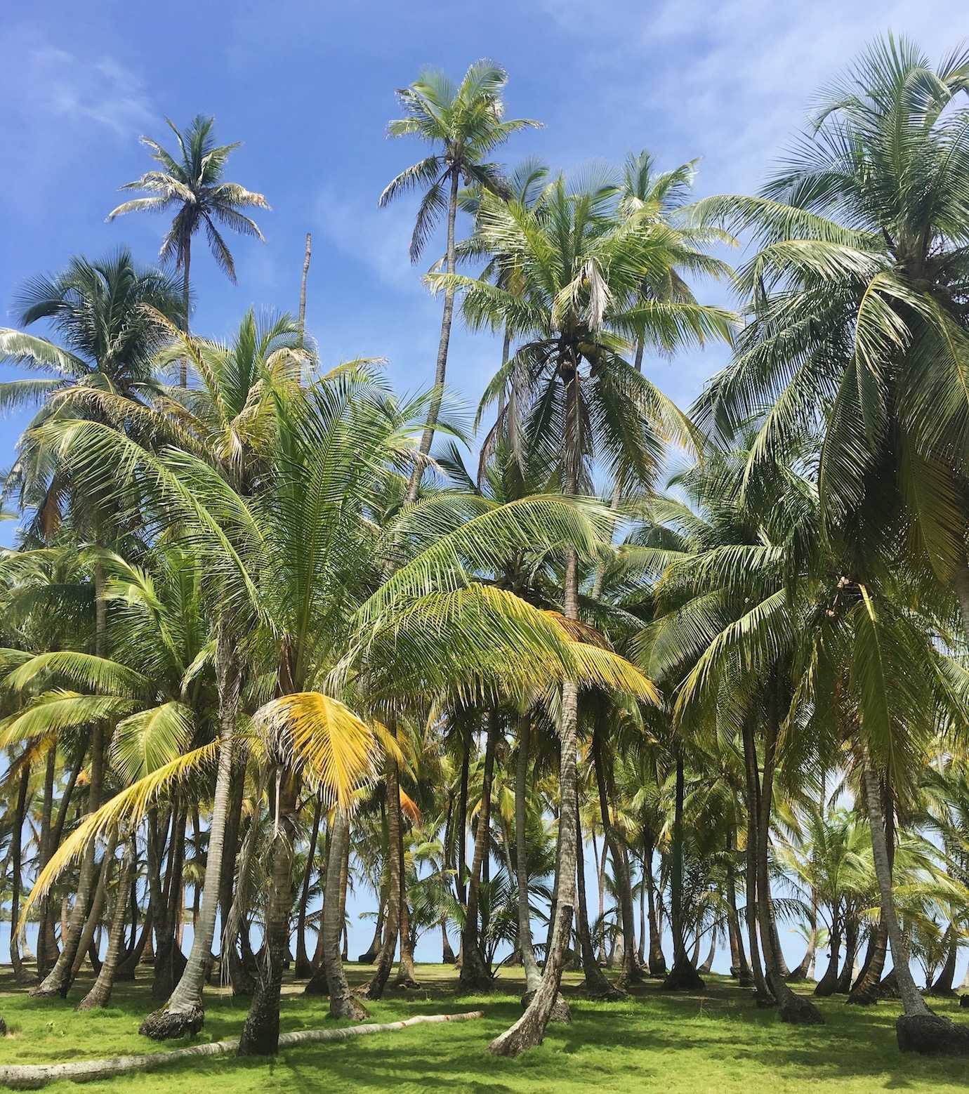 palm trees san blas islands