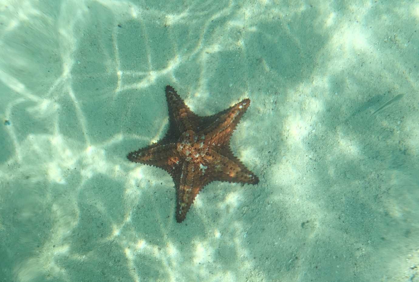 starfish san blas islands