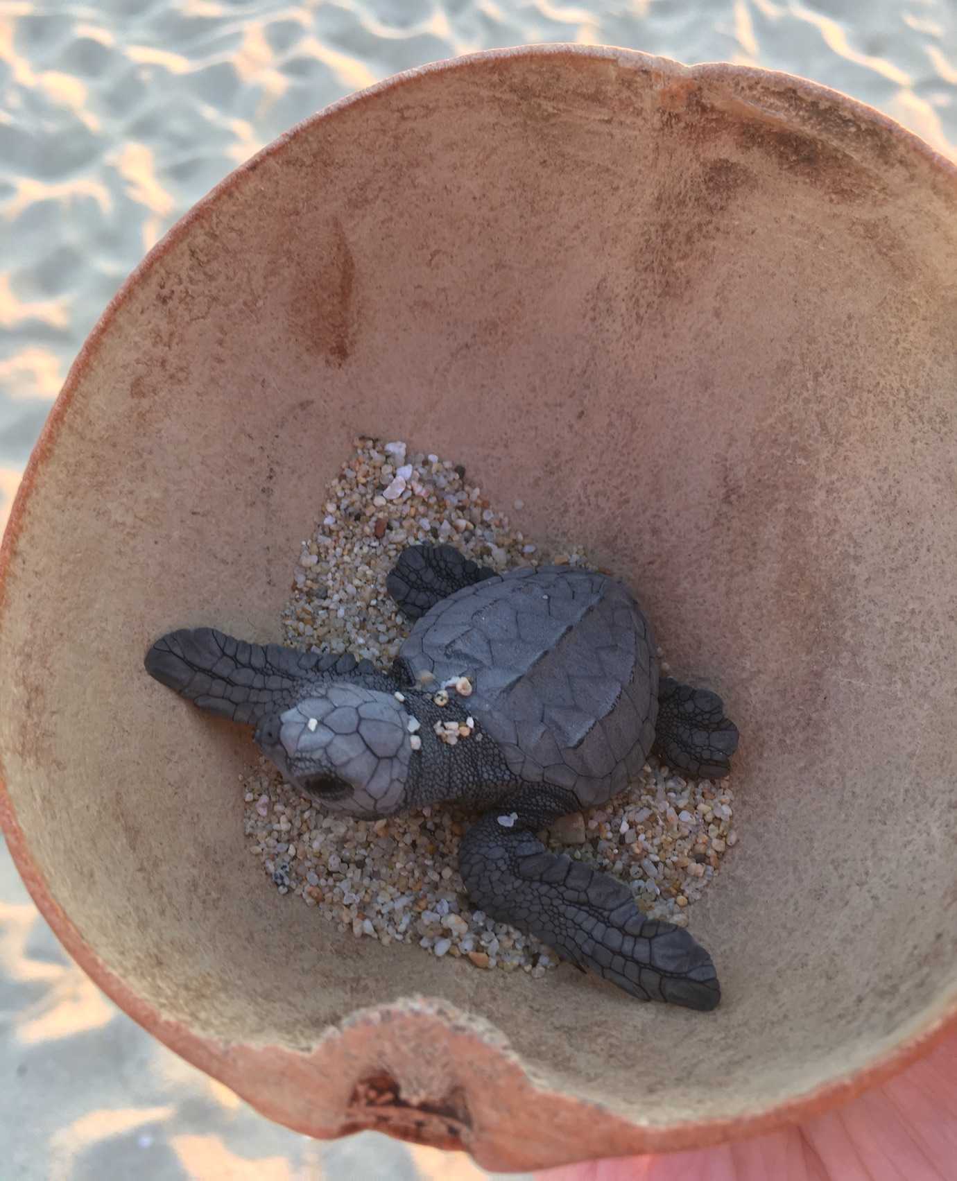 baby turtle in bowl playa bacocho puerto escondido