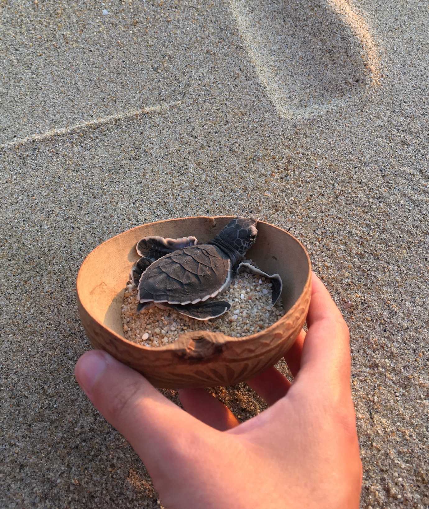 baby turtle in bowl playa bacocho puerto escondido