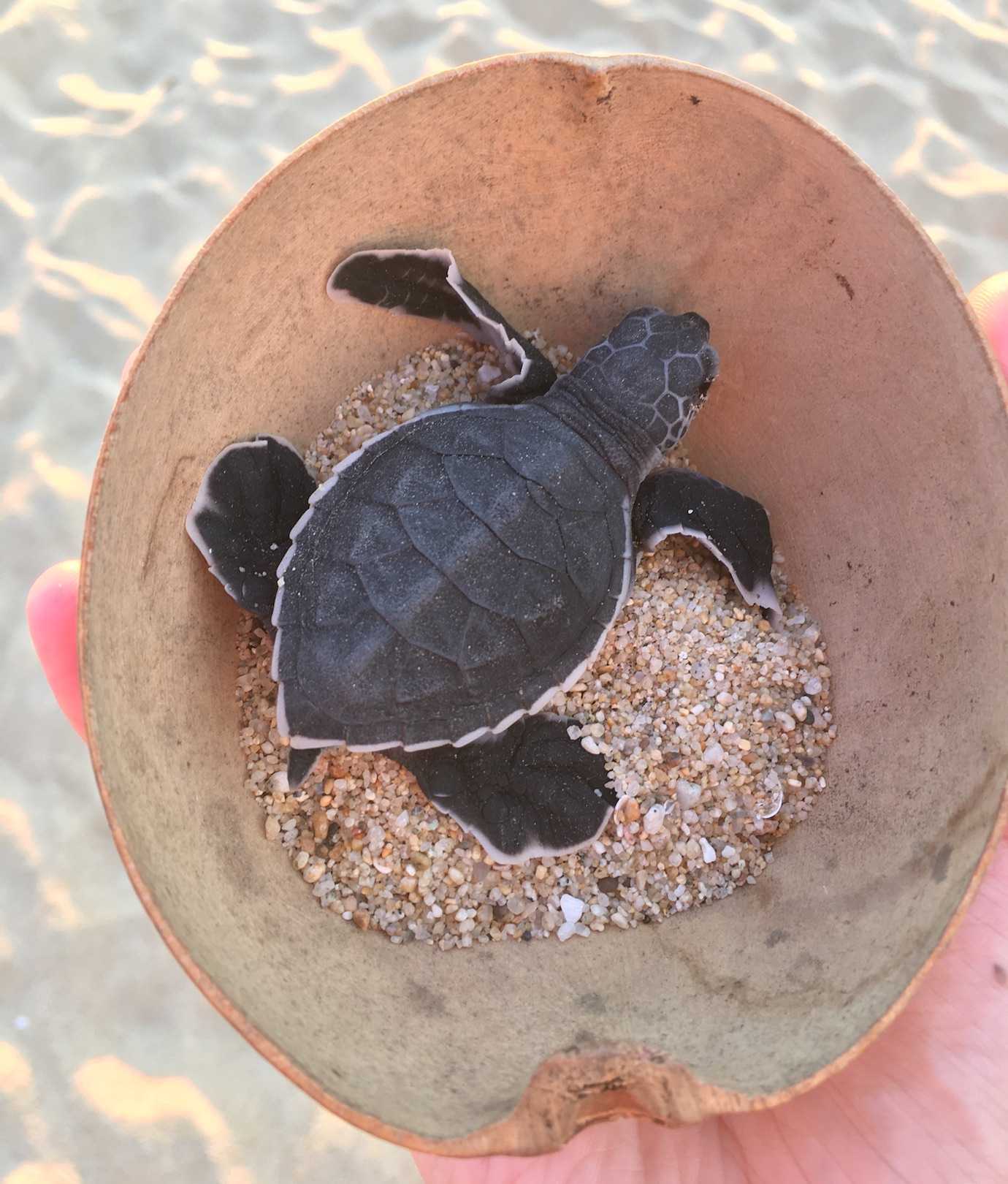 baby turtle in bowl playa bacocho puerto escondido