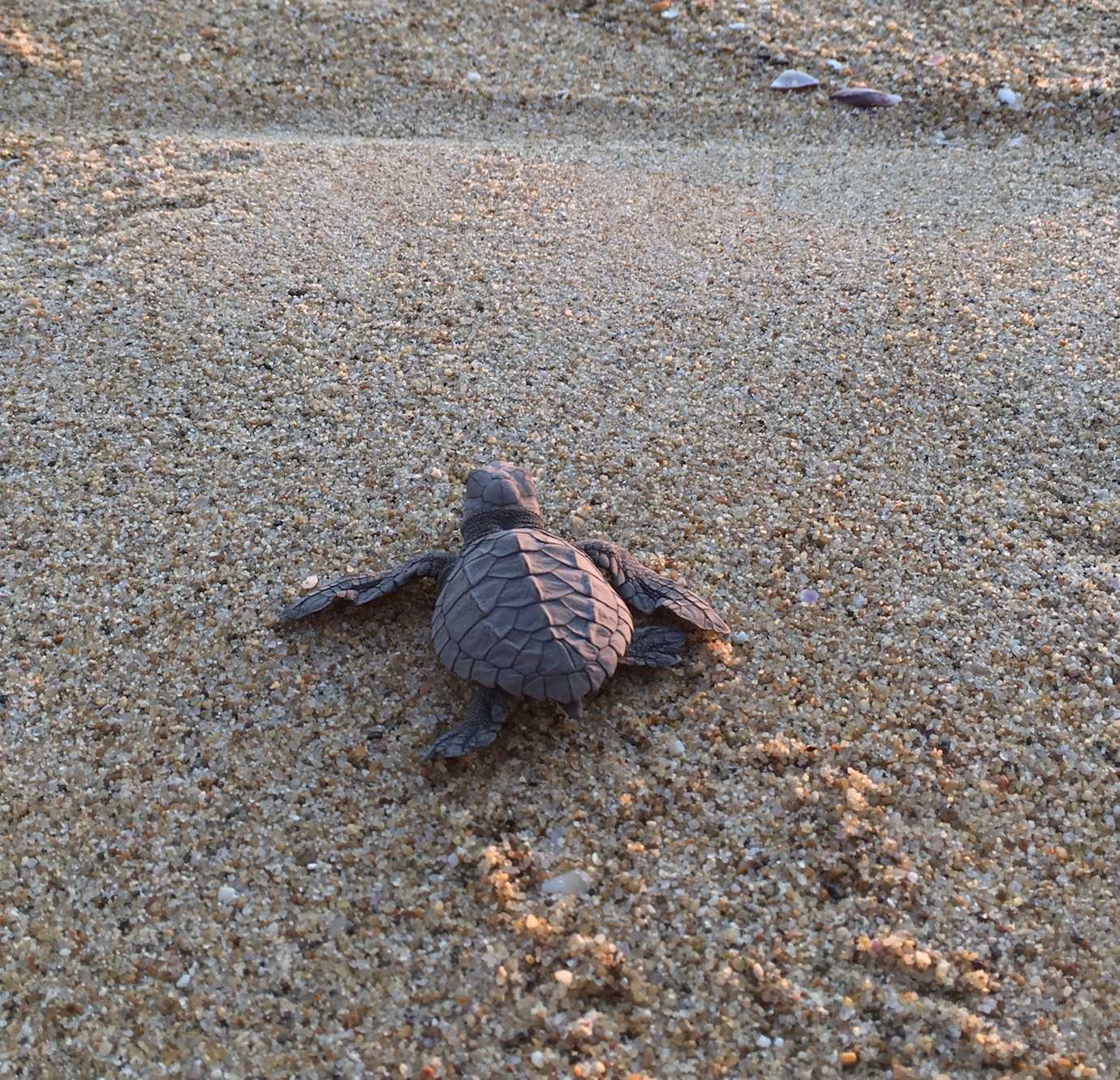 baby turtle walking to sea playa bacocho puerto escondido