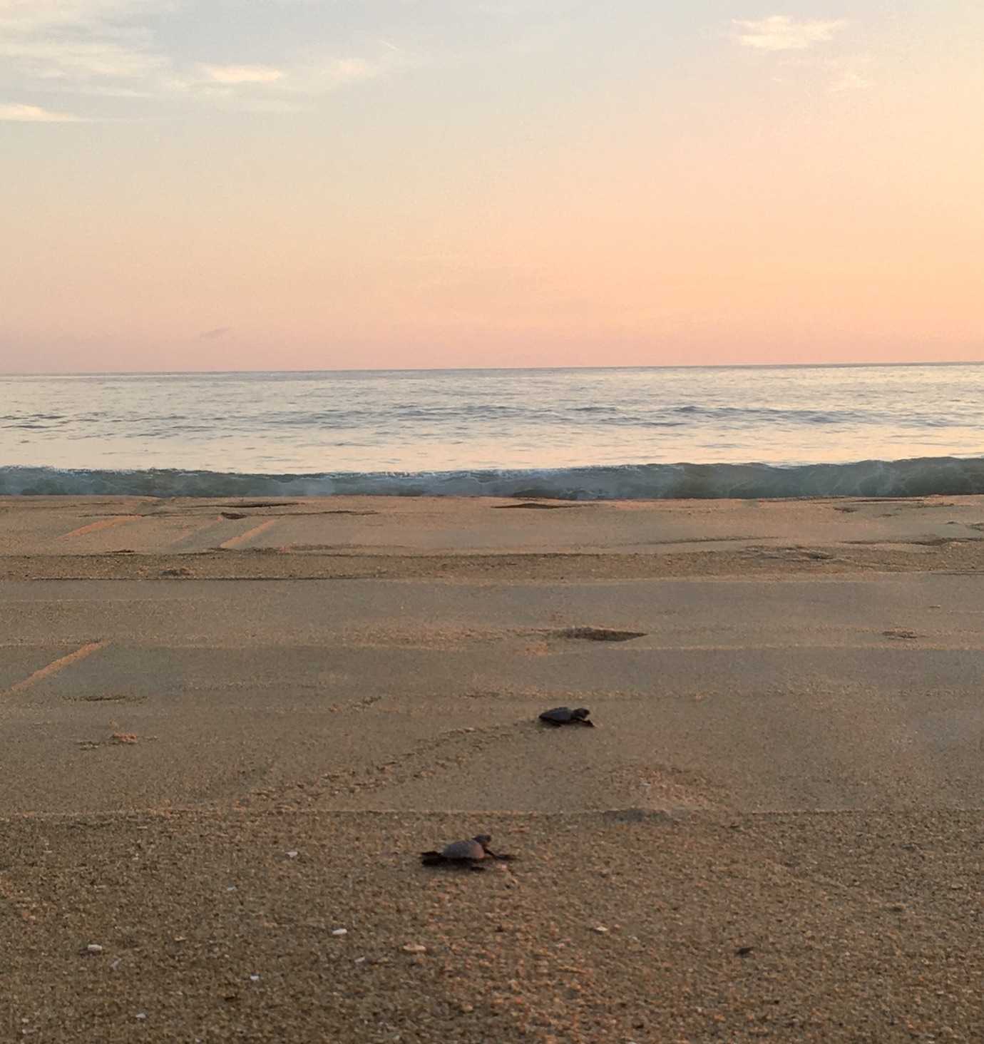 baby turtles headed to sea playa bacocho puerto escondido