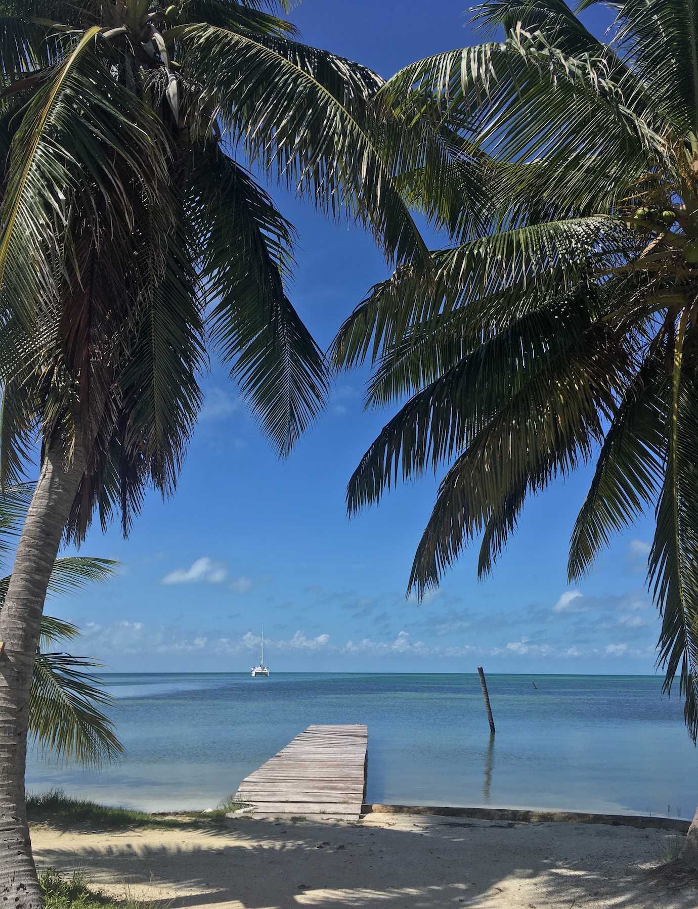palm trees and deck caye caulker