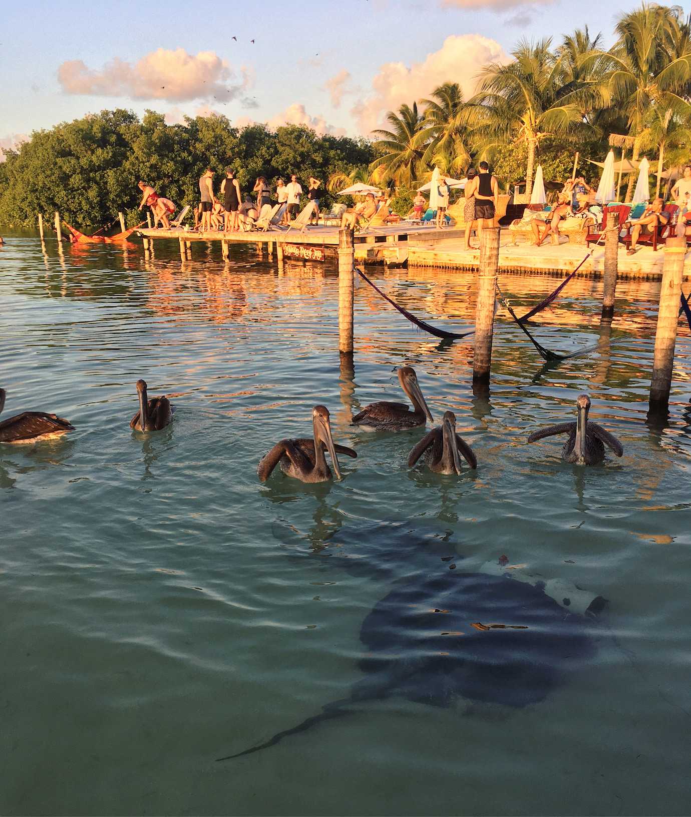 stingrays pelicans sunset caye caulker
