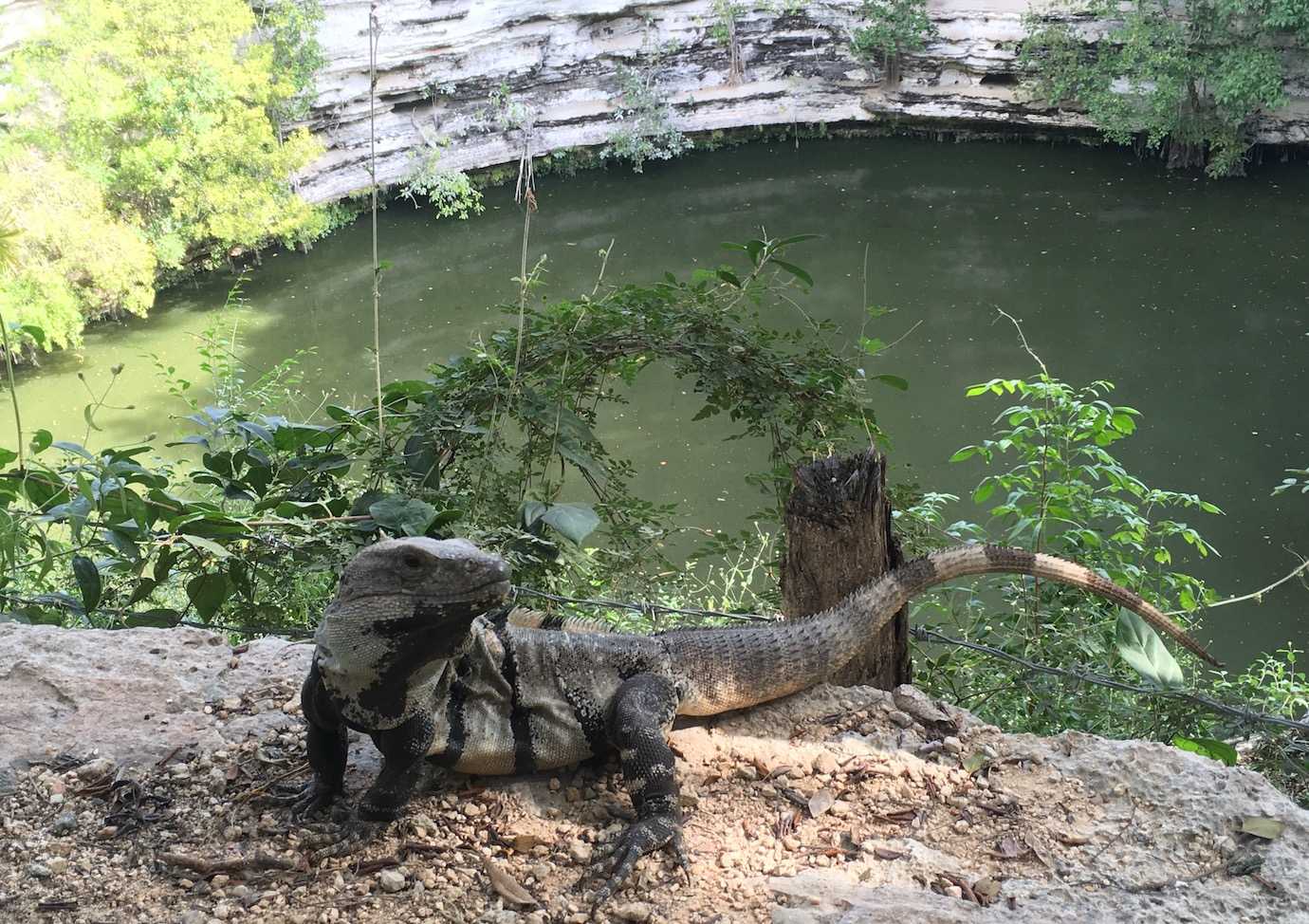 iguana chichen itza Valladolid