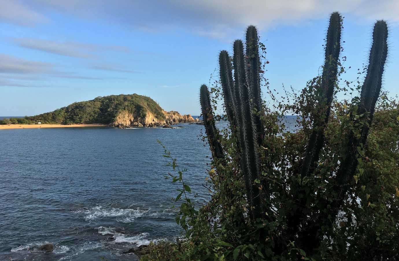 bahia de conejos cactus huatulco