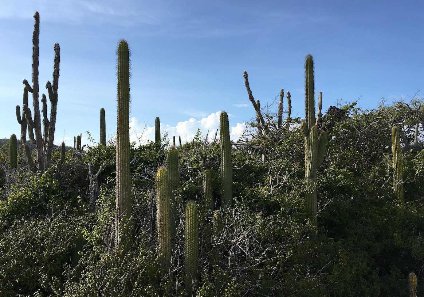 cataluta bay cacti huatulco