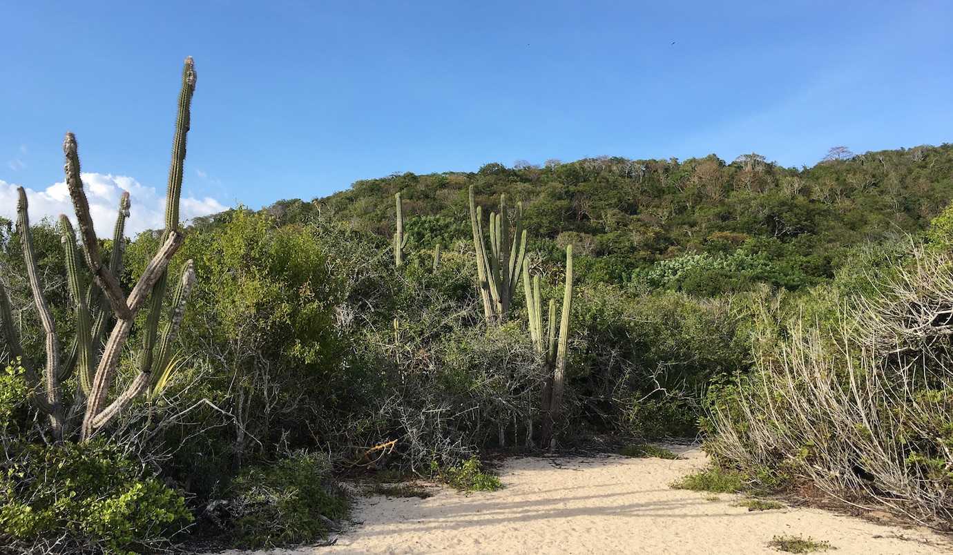 cataluta bay cacti huatulco