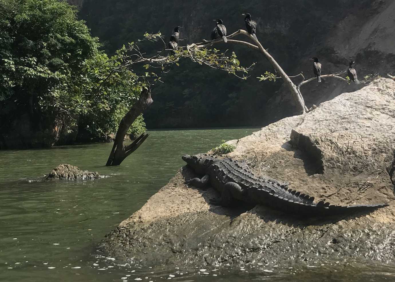 crocodile sumidero canyon san cristobal