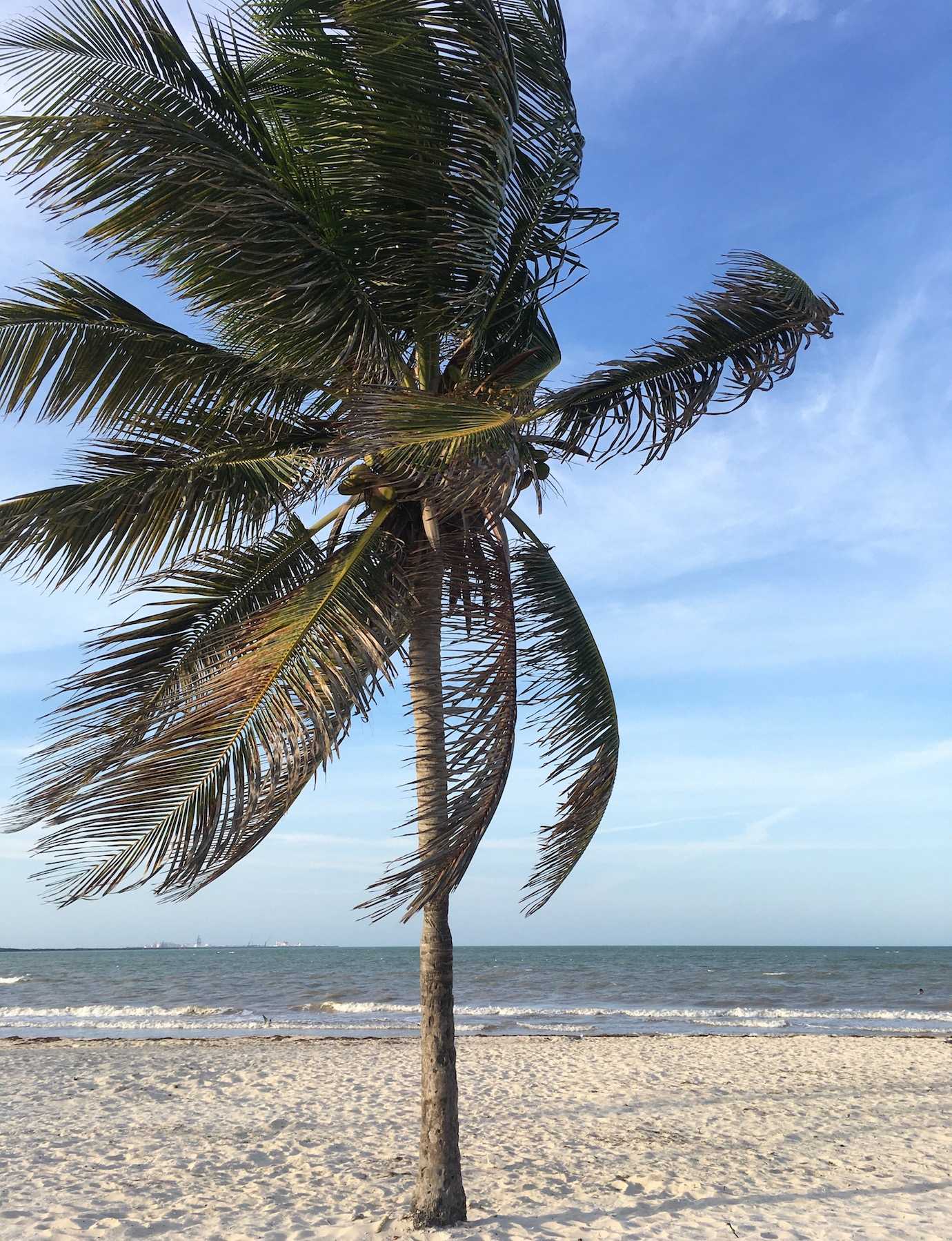 palm tree progreso beach merida