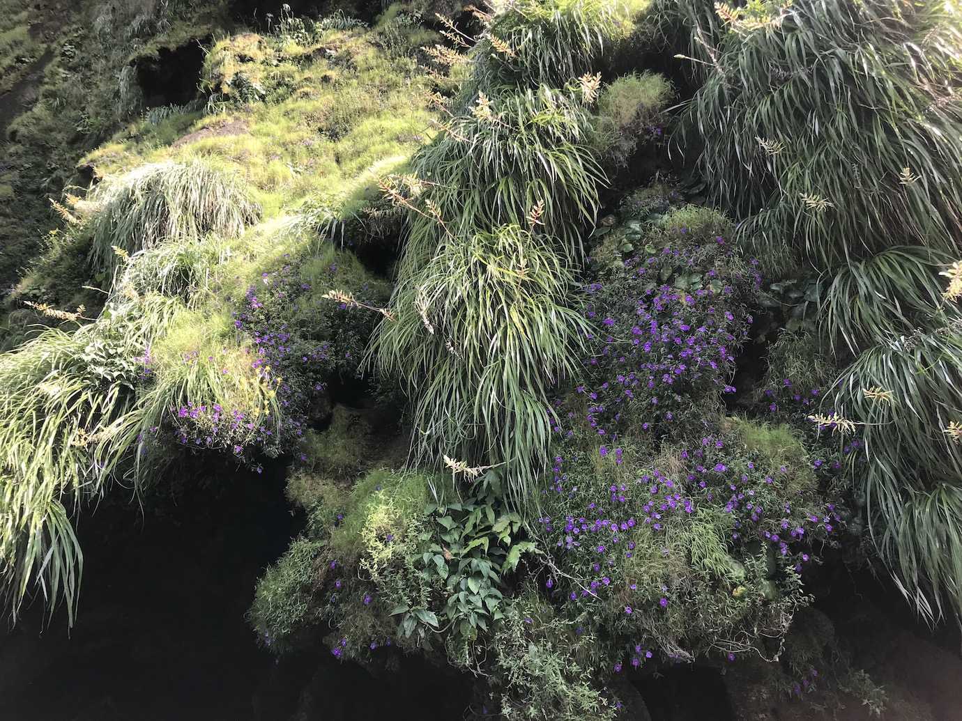 plants sumidero canyon san cristobal