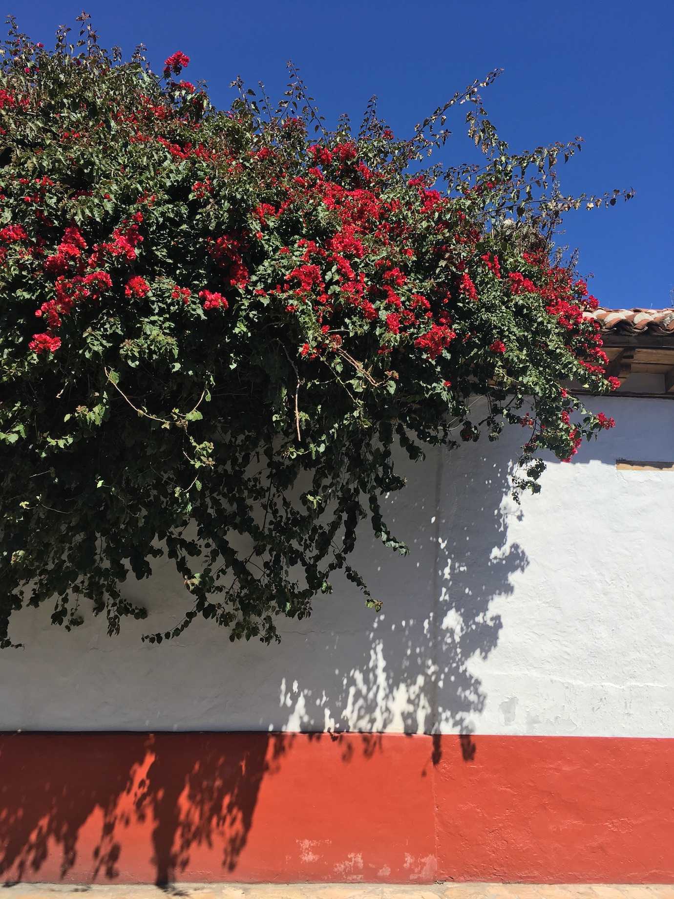 red flowers san cristobal