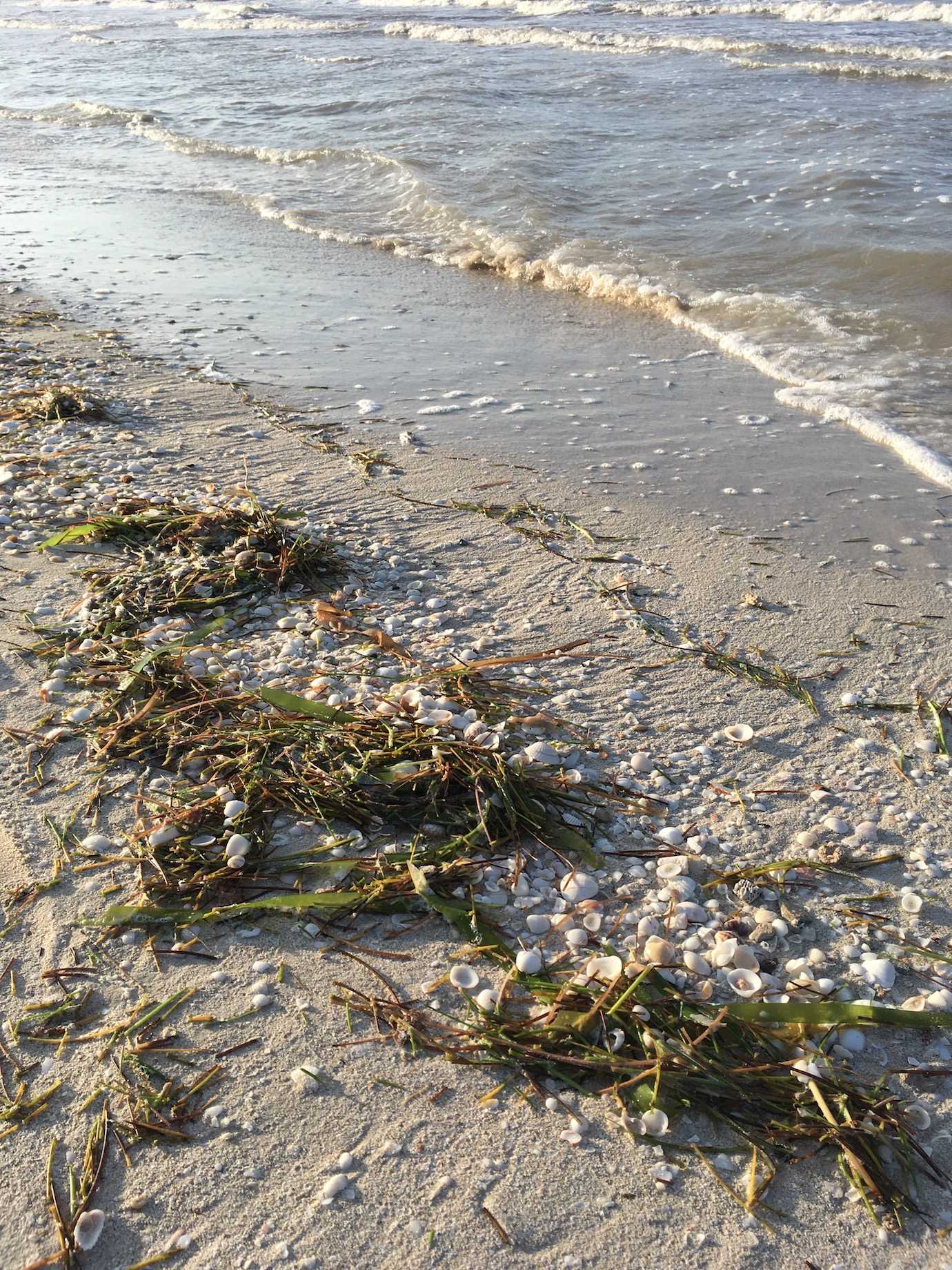 seaweed shoreline progreso beach merida