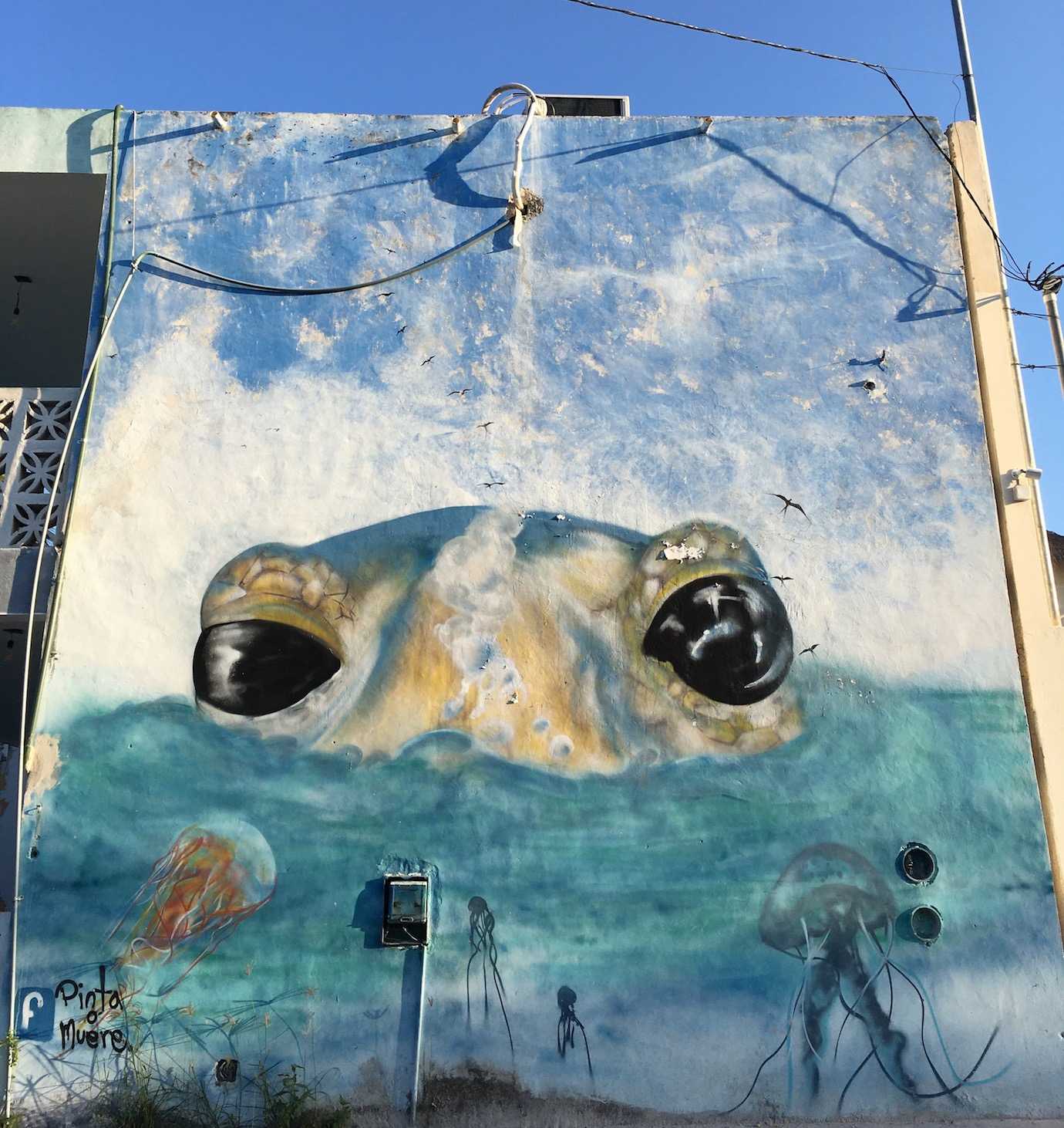 street art turtle holbox