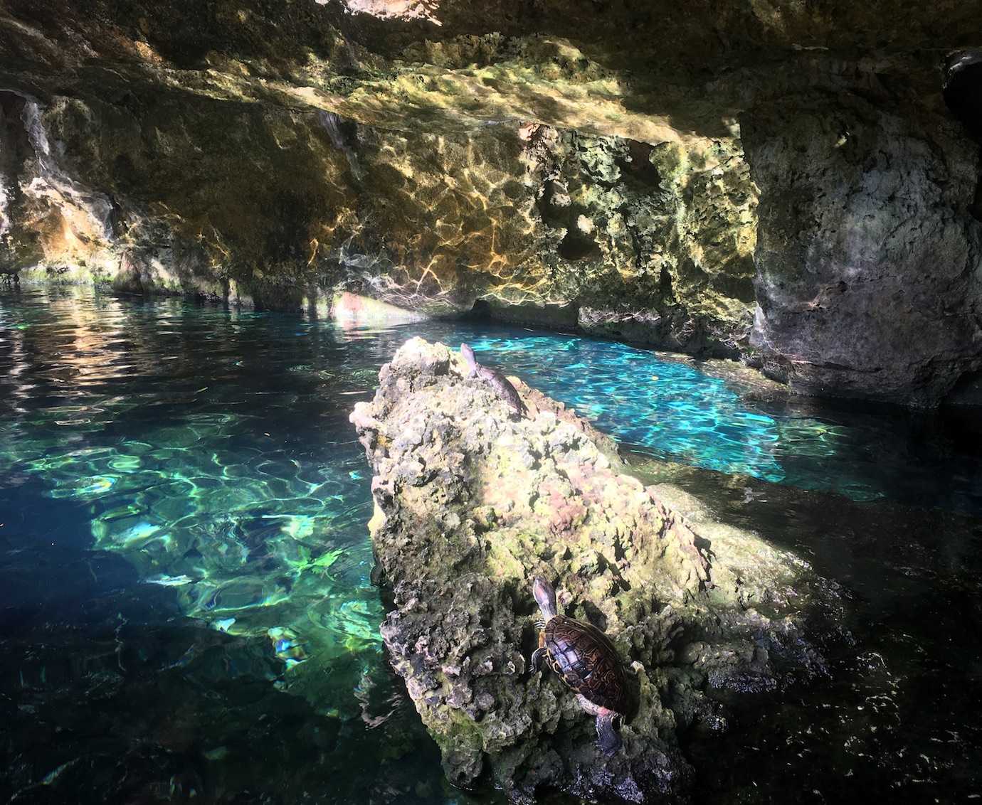 turtle gran cenote tulum