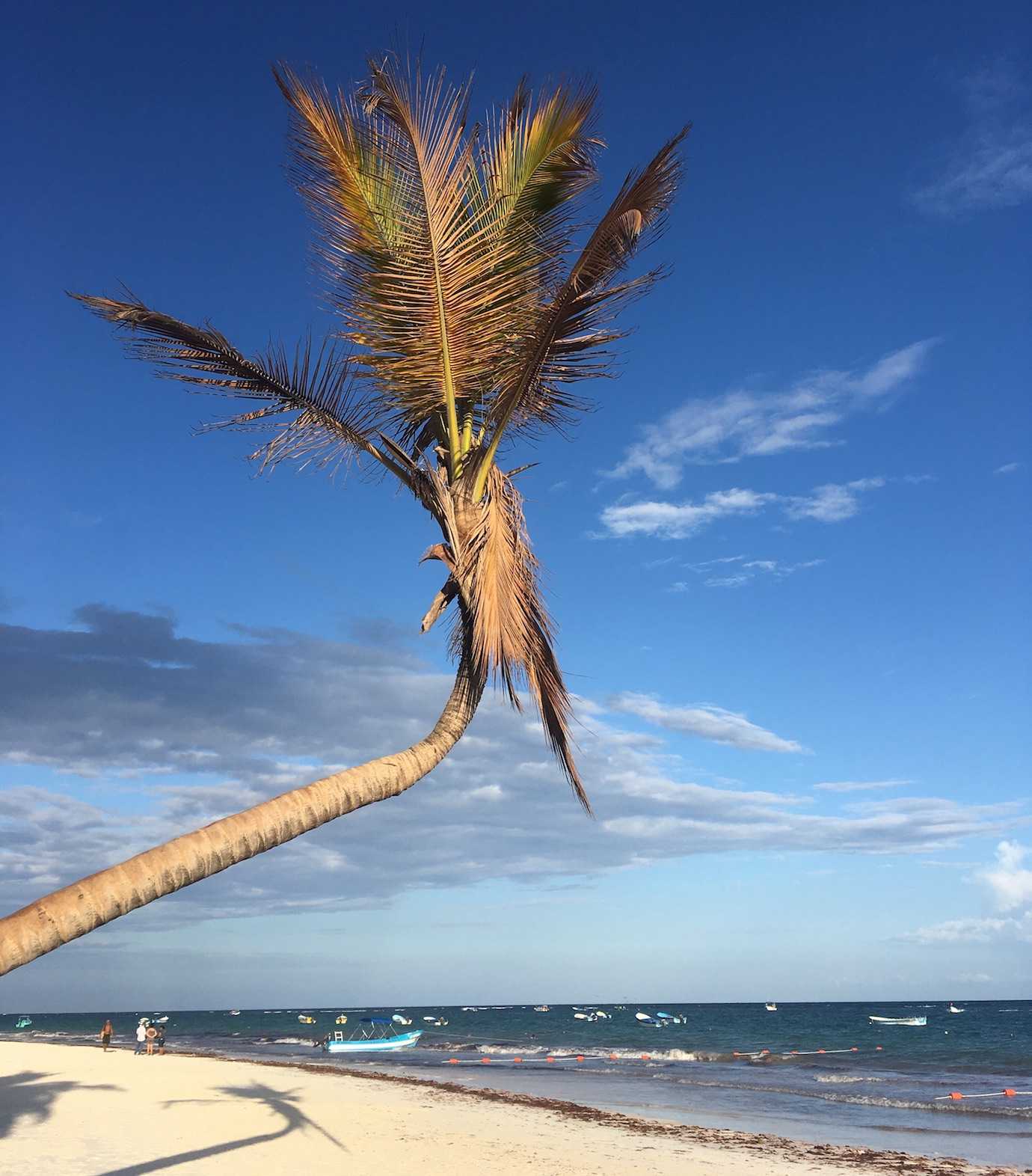 wonky palm tree tulum beach tulum