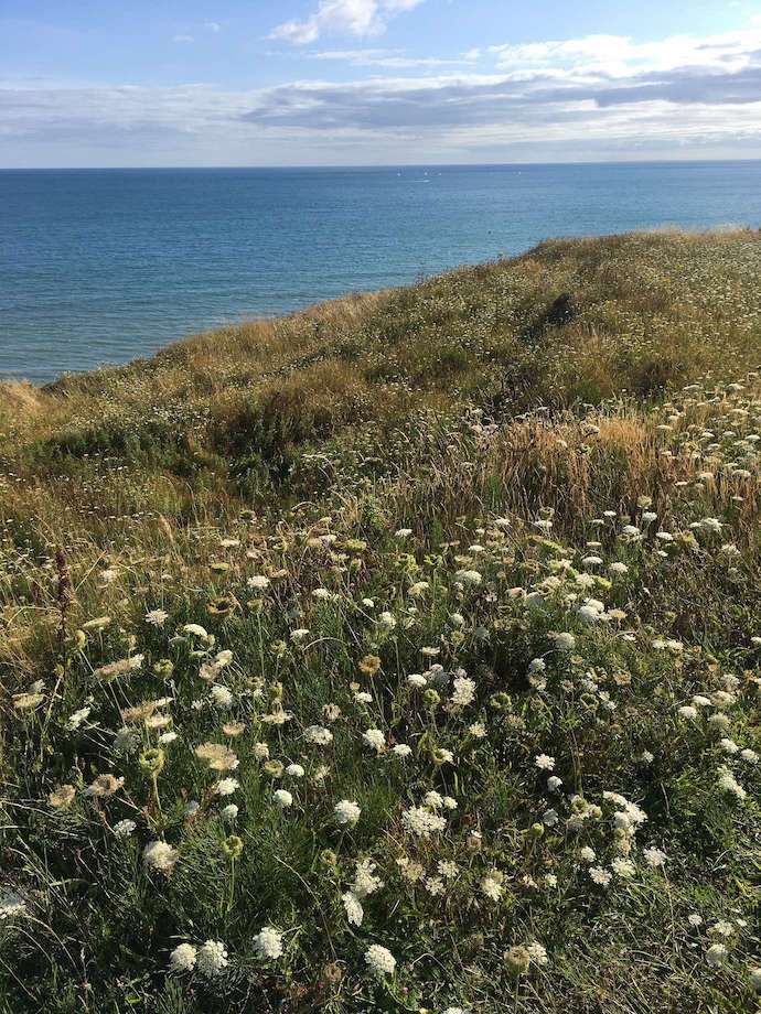 flowers coastal views Charmouth holiday